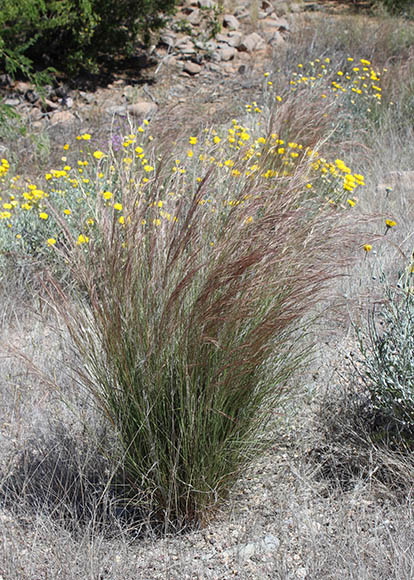  Aristida purpurea var. purpurea 